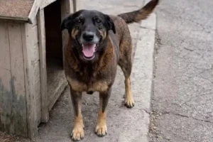 O caso do cão Orelha: humanos entre a civilidade e a barbárie